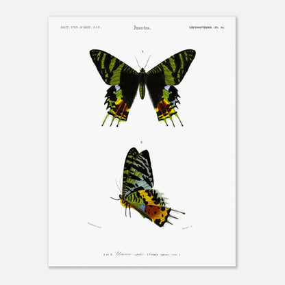 Planche naturaliste de l'Uranie ripiée — Charles d'Orbigny (30x40 cm). Planche d'illustration scientifique présentant deux spécimens d'Uranie ripiée, une espèce de papillon aux ailes aux motifs verts, noirs et jaunes.