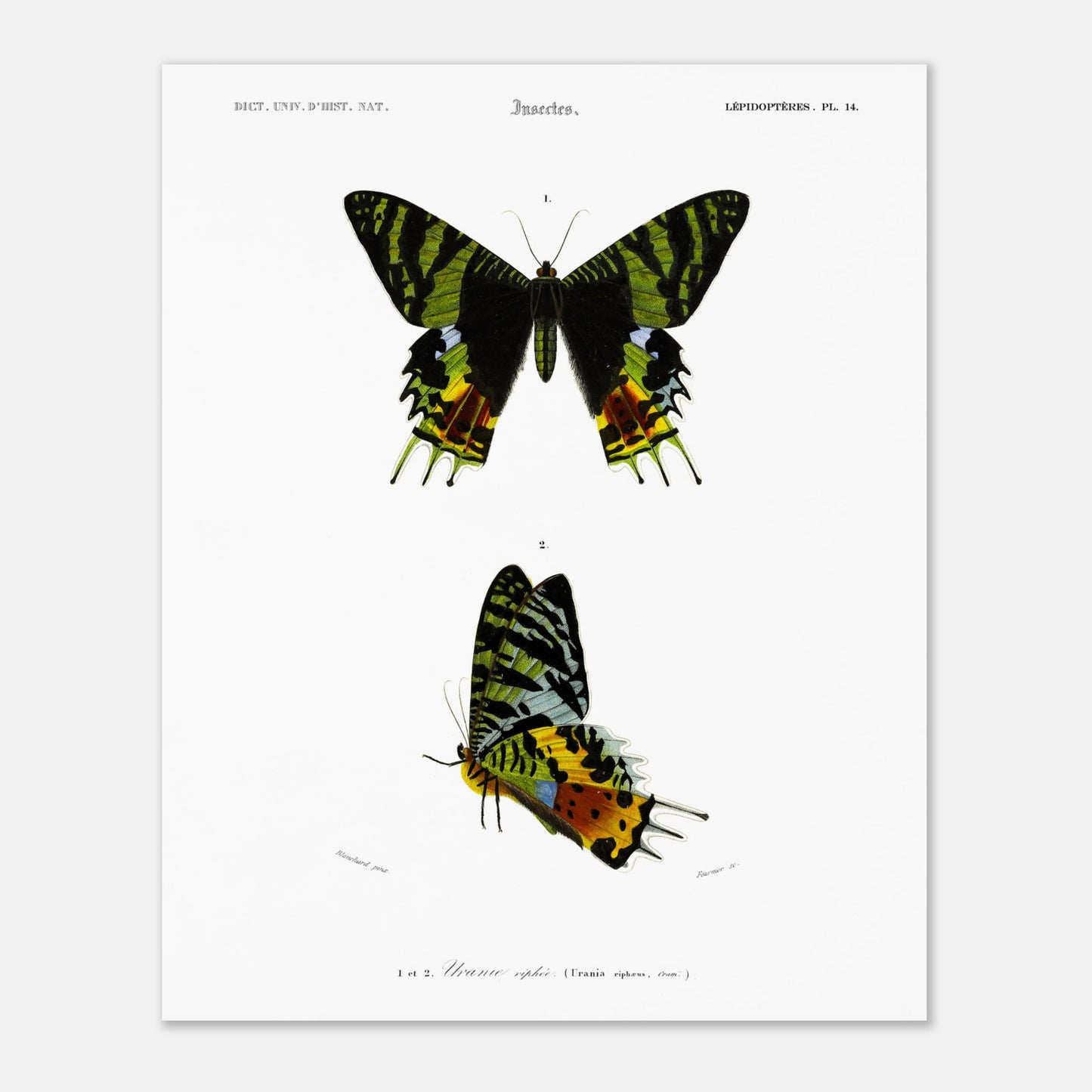 Planche naturaliste de l'Uranie ripiée — Charles d'Orbigny (40x50 cm). Planche d'illustration scientifique présentant deux spécimens d'Uranie ripiée, une espèce de papillon aux ailes aux motifs verts, noirs et jaunes.