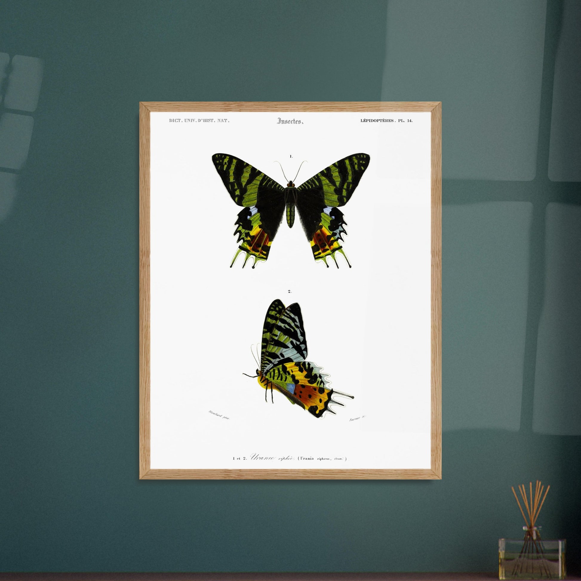 Planche naturaliste de l'Uranie ripiée — Charles d'Orbigny. Planche d'illustration scientifique présentant deux spécimens d'Uranie ripiée, une espèce de papillon aux ailes aux motifs verts, noirs et jaunes. Image d'illustration 5