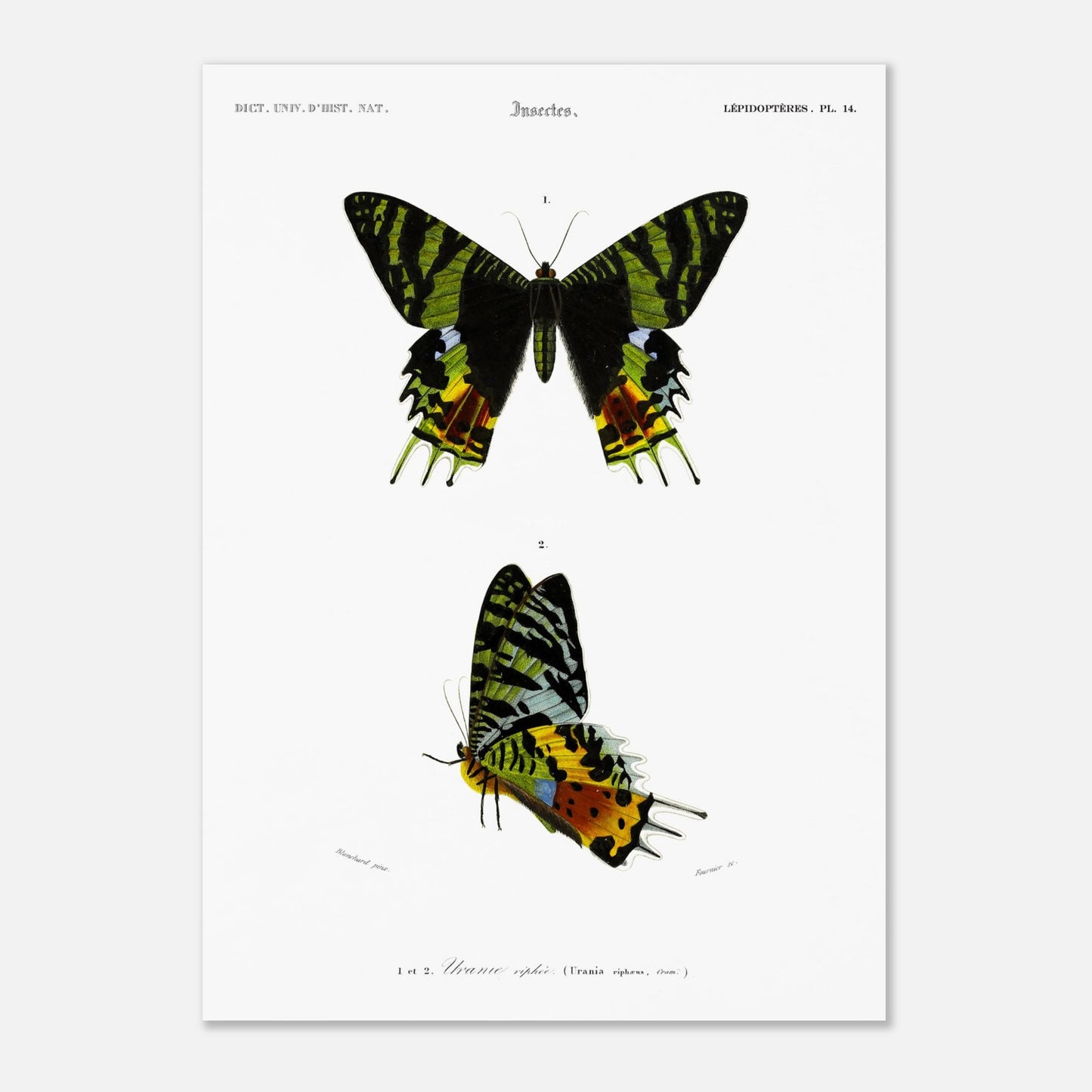 Planche naturaliste de l'Uranie ripiée — Charles d'Orbigny (50x70 cm). Planche d'illustration scientifique présentant deux spécimens d'Uranie ripiée, une espèce de papillon aux ailes aux motifs verts, noirs et jaunes.