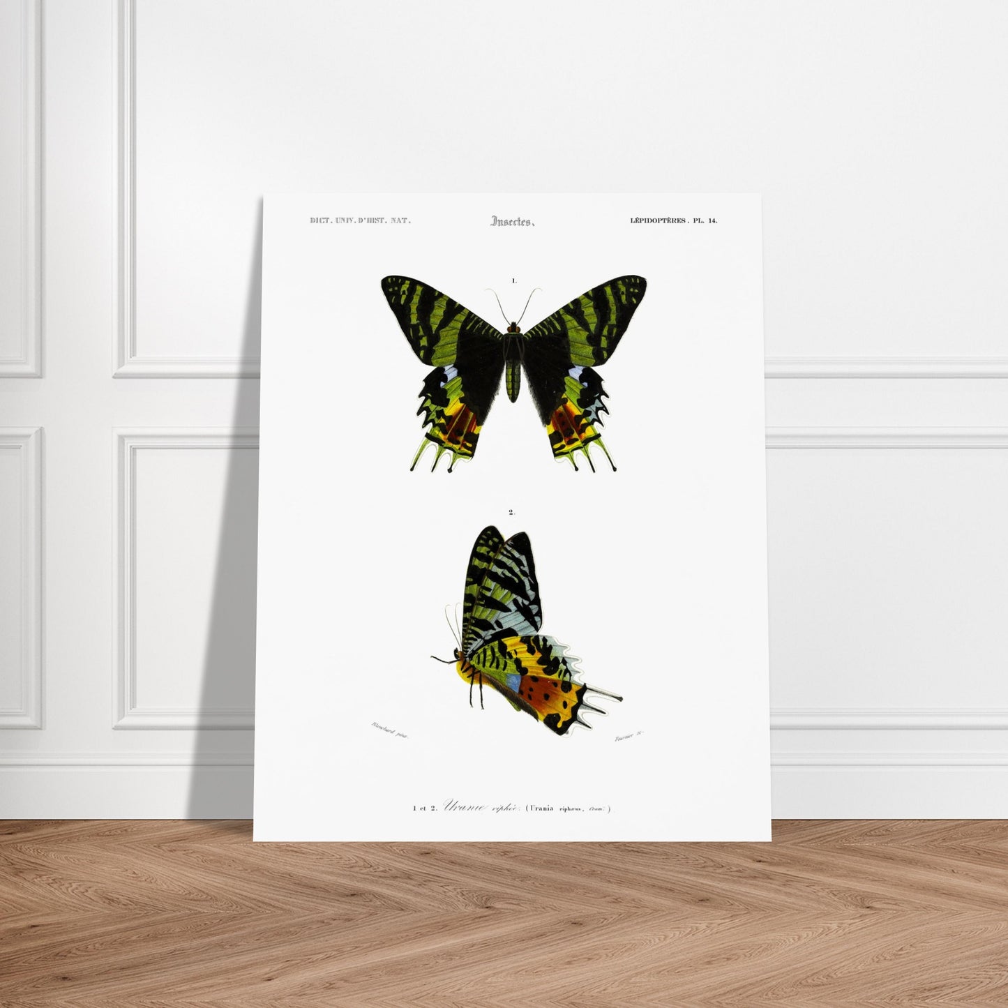 Planche naturaliste de l'Uranie ripiée — Charles d'Orbigny. Planche d'illustration scientifique présentant deux spécimens d'Uranie ripiée, une espèce de papillon aux ailes aux motifs verts, noirs et jaunes. Image d'illustration 6