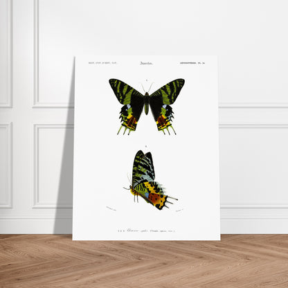 Planche naturaliste de l'Uranie ripiée — Charles d'Orbigny. Planche d'illustration scientifique présentant deux spécimens d'Uranie ripiée, une espèce de papillon aux ailes aux motifs verts, noirs et jaunes. Image d'illustration 6
