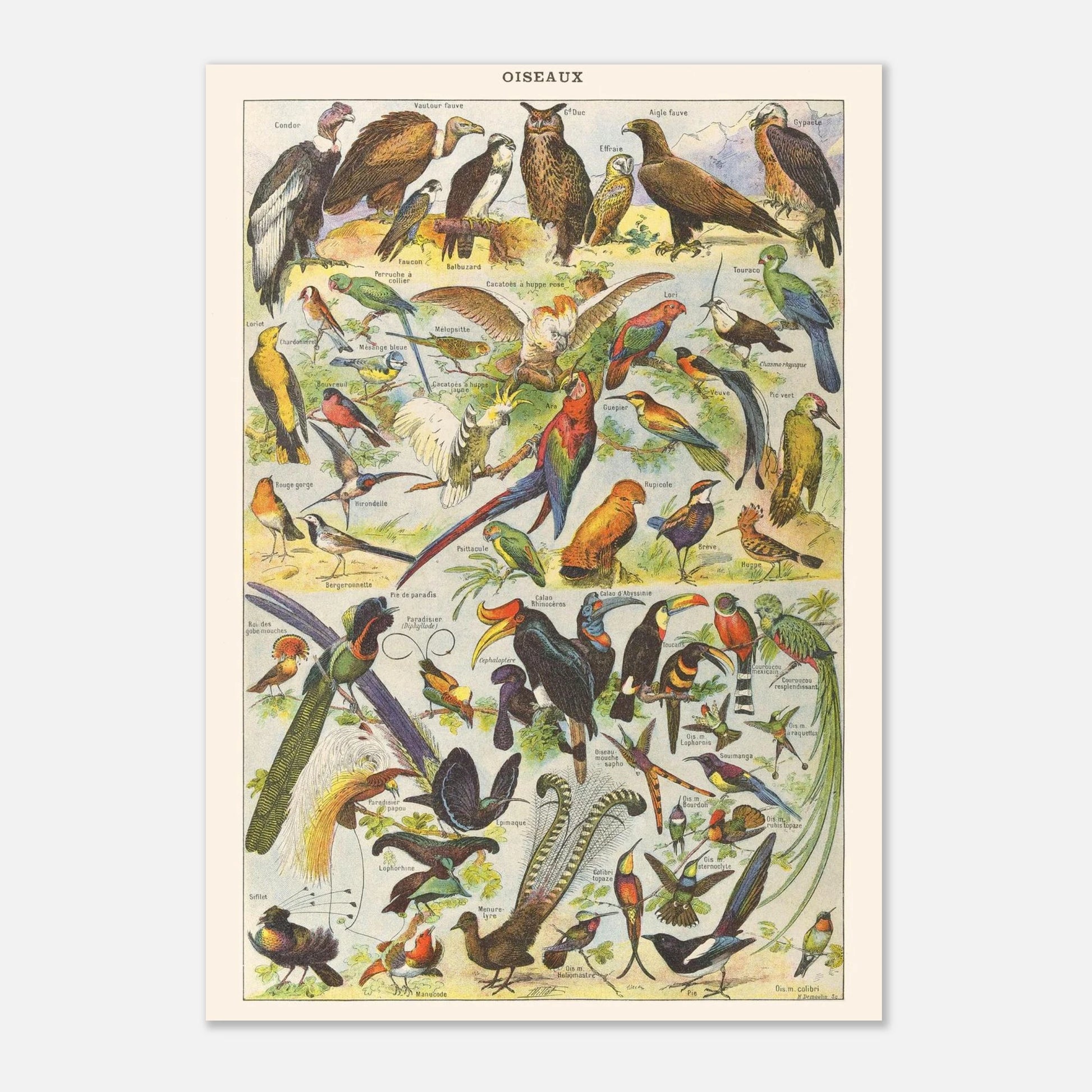 Planche Oiseaux – Illustration ancienne Larousse 1910 (21x29,7 cm (A4)). Planche de l'Encyclopédie Larousse de 1910 titrée "Oiseaux", représentant une collection d'oiseaux divers, y compris des rapaces, des perroquets et des oiseaux tropicaux, avec leurs noms.