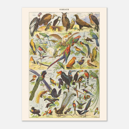 Planche Oiseaux – Illustration ancienne Larousse 1910 (30x40 cm). Planche de l'Encyclopédie Larousse de 1910 titrée "Oiseaux", représentant une collection d'oiseaux divers, y compris des rapaces, des perroquets et des oiseaux tropicaux, avec leurs noms.