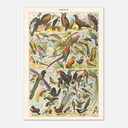 Planche Oiseaux – Illustration ancienne Larousse 1910 (42x59,4 cm (A2)). Planche de l'Encyclopédie Larousse de 1910 titrée "Oiseaux", représentant une collection d'oiseaux divers, y compris des rapaces, des perroquets et des oiseaux tropicaux, avec leurs noms.