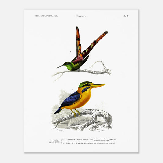 Planche d'oiseaux : Oiseau-Mouche Sapho et Martin-Chasseur par d'Orbigny (40x50 cm). Illustration scientifique de deux oiseaux: un oiseau-mouche sapho en haut et un martin-chasseur en bas, perchés sur des branches.