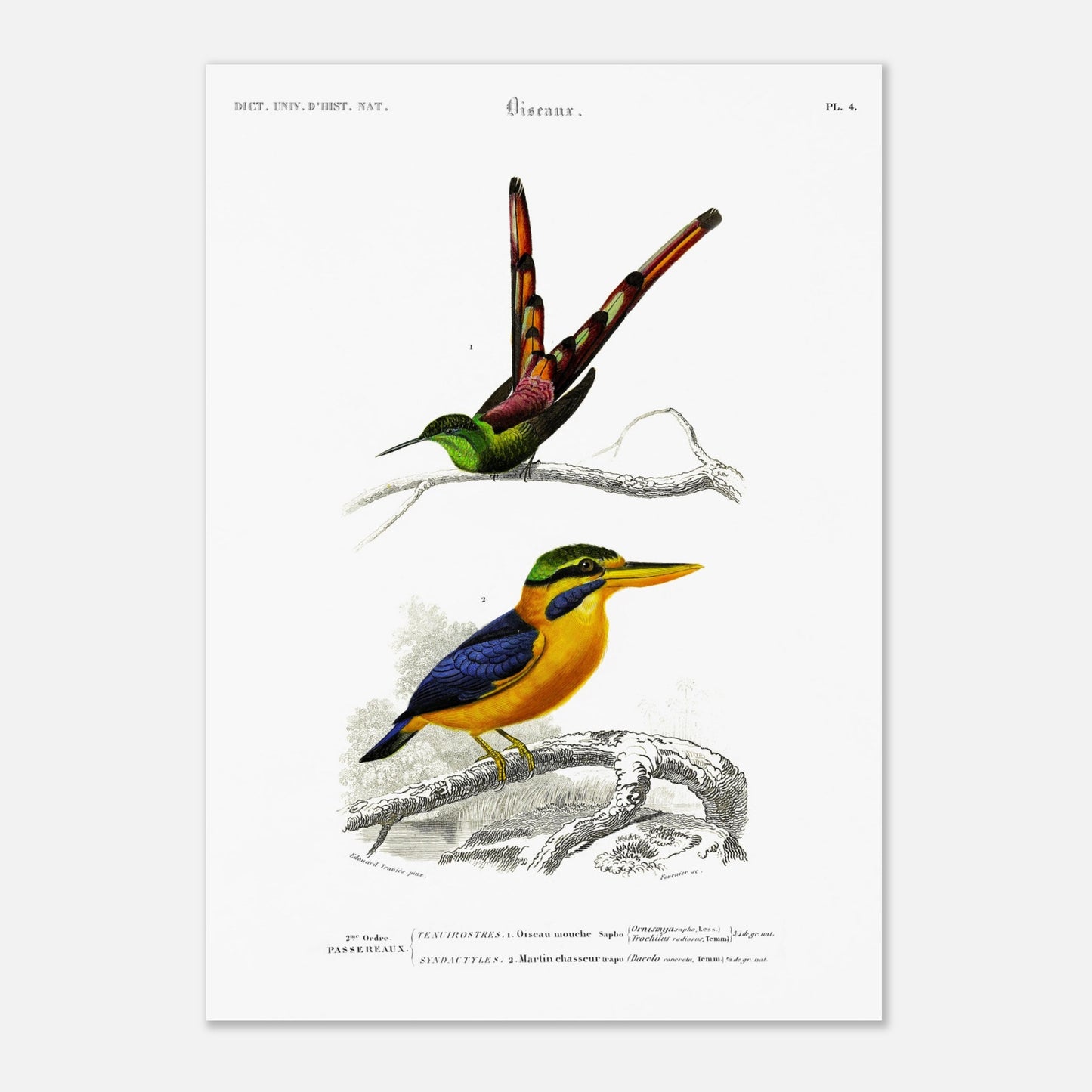 Planche d'oiseaux : Oiseau-Mouche Sapho et Martin-Chasseur par d'Orbigny (42x59,4 cm (A2)). Illustration scientifique de deux oiseaux: un oiseau-mouche sapho en haut et un martin-chasseur en bas, perchés sur des branches.