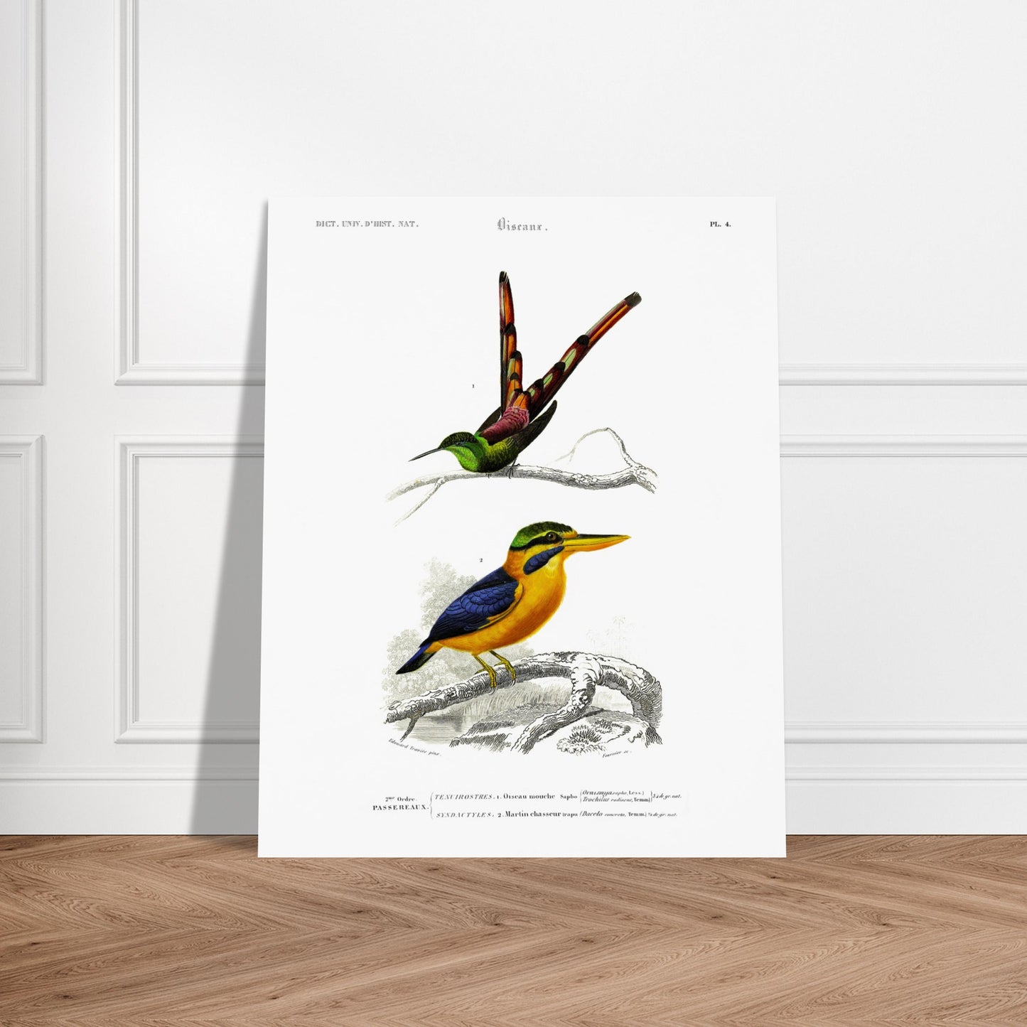 Planche d'oiseaux : Oiseau-Mouche Sapho et Martin-Chasseur par d'Orbigny. Illustration scientifique de deux oiseaux: un oiseau-mouche sapho en haut et un martin-chasseur en bas, perchés sur des branches. Image d'illustration 5