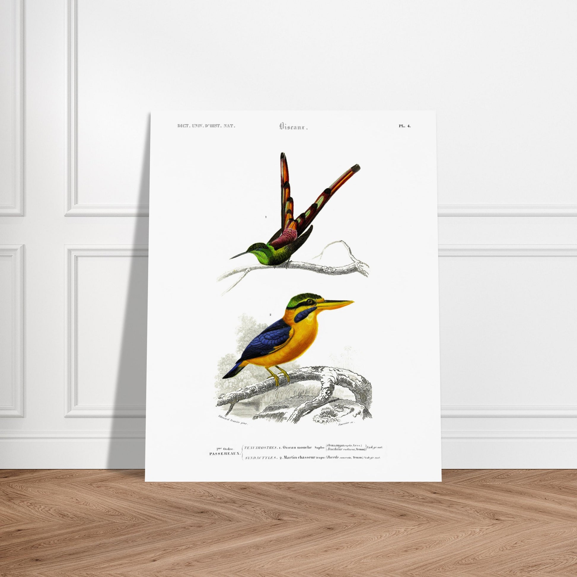 Planche d'oiseaux : Oiseau-Mouche Sapho et Martin-Chasseur par d'Orbigny. Illustration scientifique de deux oiseaux: un oiseau-mouche sapho en haut et un martin-chasseur en bas, perchés sur des branches. Image d'illustration 5