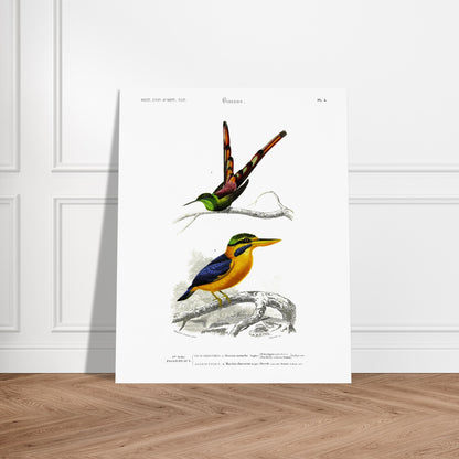 Planche d'oiseaux : Oiseau-Mouche Sapho et Martin-Chasseur par d'Orbigny. Illustration scientifique de deux oiseaux: un oiseau-mouche sapho en haut et un martin-chasseur en bas, perchés sur des branches. Image d'illustration 5