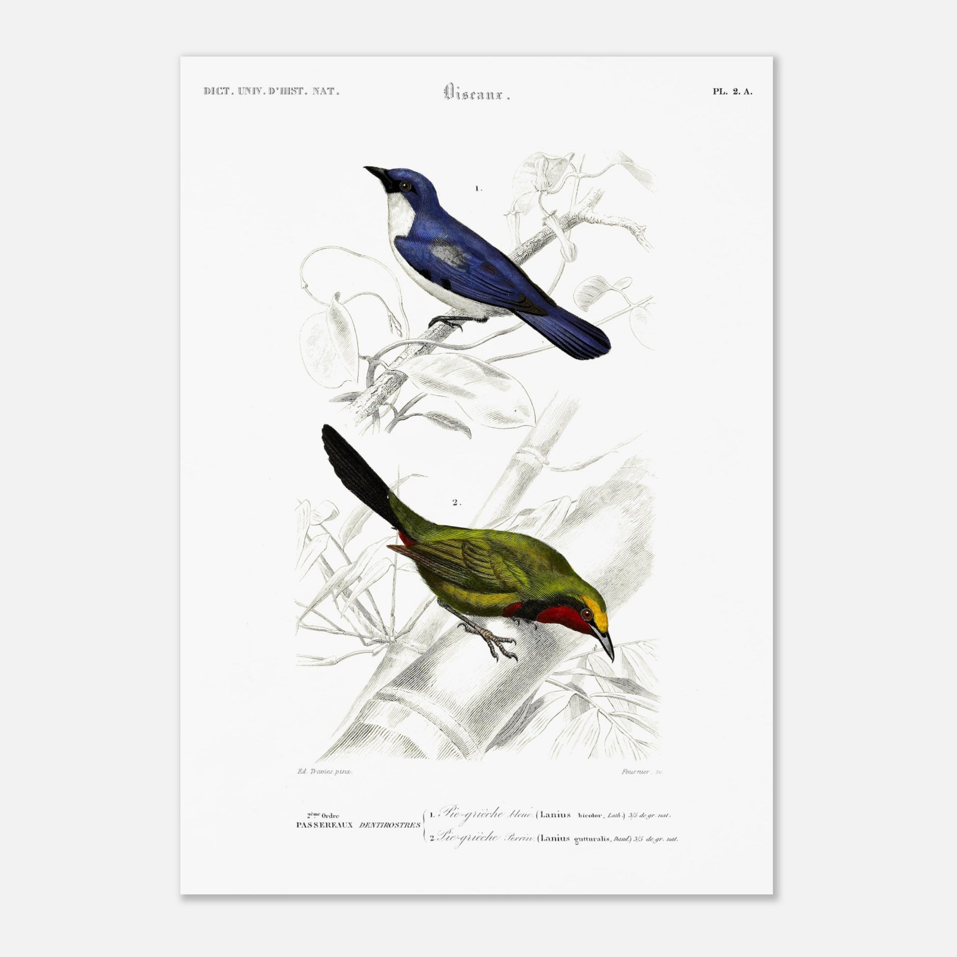 Planche d'oiseaux : Pie-Grièche bleue et Perrin par d'Orbigny (29,7x42 cm (A3)). Planche d'illustration naturaliste représentant deux oiseaux : une pie-grièche bleue perchée sur une branche et une autre pie-grièche verte et rouge.