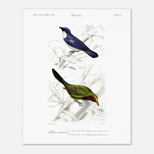 Planche d'oiseaux : Pie-Grièche bleue et Perrin par d'Orbigny (40x50 cm). Planche d'illustration naturaliste représentant deux oiseaux : une pie-grièche bleue perchée sur une branche et une autre pie-grièche verte et rouge.