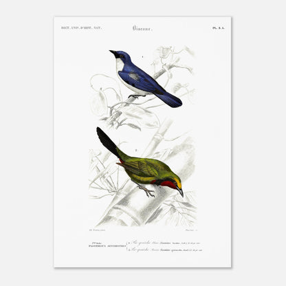 Planche d'oiseaux : Pie-Grièche bleue et Perrin par d'Orbigny (42x59,4 cm (A2)). Planche d'illustration naturaliste représentant deux oiseaux : une pie-grièche bleue perchée sur une branche et une autre pie-grièche verte et rouge.