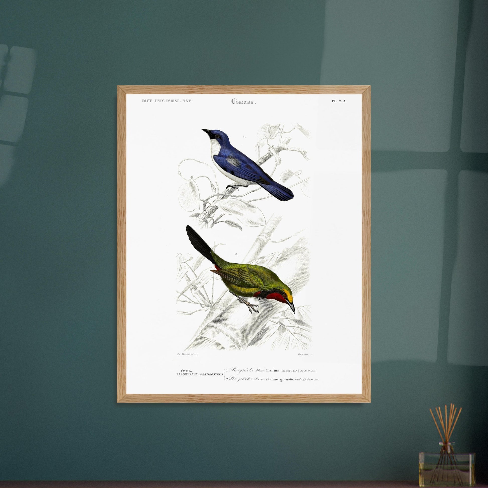 Planche d'oiseaux : Pie-Grièche bleue et Perrin par d'Orbigny. Planche d'illustration naturaliste représentant deux oiseaux : une pie-grièche bleue perchée sur une branche et une autre pie-grièche verte et rouge. Image d'illustration 5