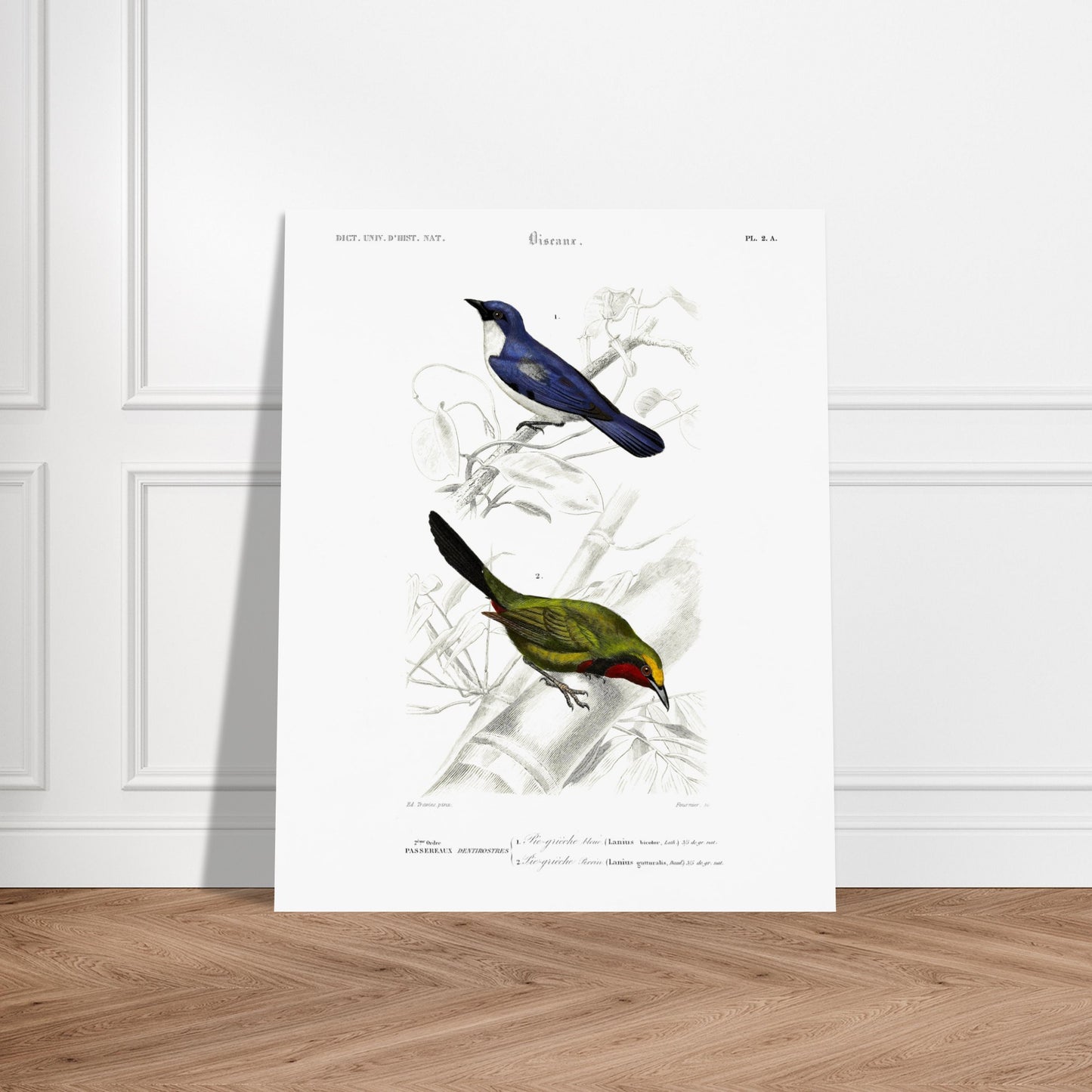 Planche d'oiseaux : Pie-Grièche bleue et Perrin par d'Orbigny. Planche d'illustration naturaliste représentant deux oiseaux : une pie-grièche bleue perchée sur une branche et une autre pie-grièche verte et rouge. Image d'illustration 6