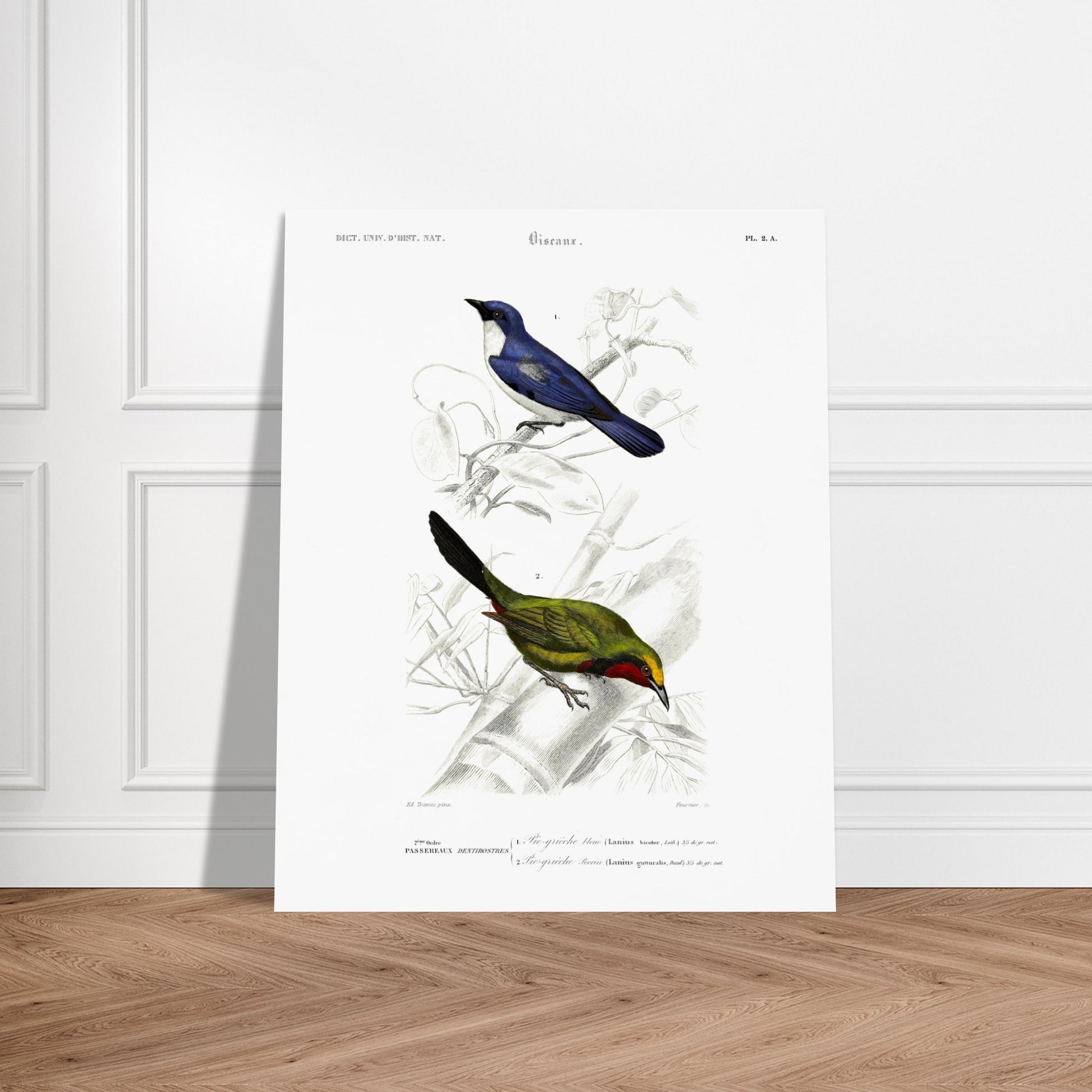 Planche d'oiseaux : Pie-Grièche bleue et Perrin par d'Orbigny. Planche d'illustration naturaliste représentant deux oiseaux : une pie-grièche bleue perchée sur une branche et une autre pie-grièche verte et rouge. Image d'illustration 6
