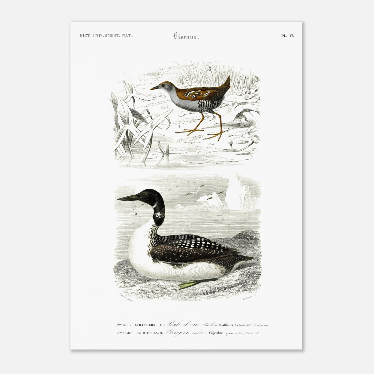Planche ornithologique ancienne : Poule d’eau Bâillon et Plongeon imbrin, d'Orbigny (29,7x42 cm (A3)). Planche gravée du XIXe siècle montrant deux oiseaux : en haut une poule d'eau bâillon, et en bas un plongeon imbrin.