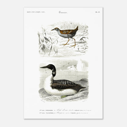 Planche ornithologique ancienne : Poule d’eau Bâillon et Plongeon imbrin, d'Orbigny (29,7x42 cm (A3)). Planche gravée du XIXe siècle montrant deux oiseaux : en haut une poule d'eau bâillon, et en bas un plongeon imbrin.