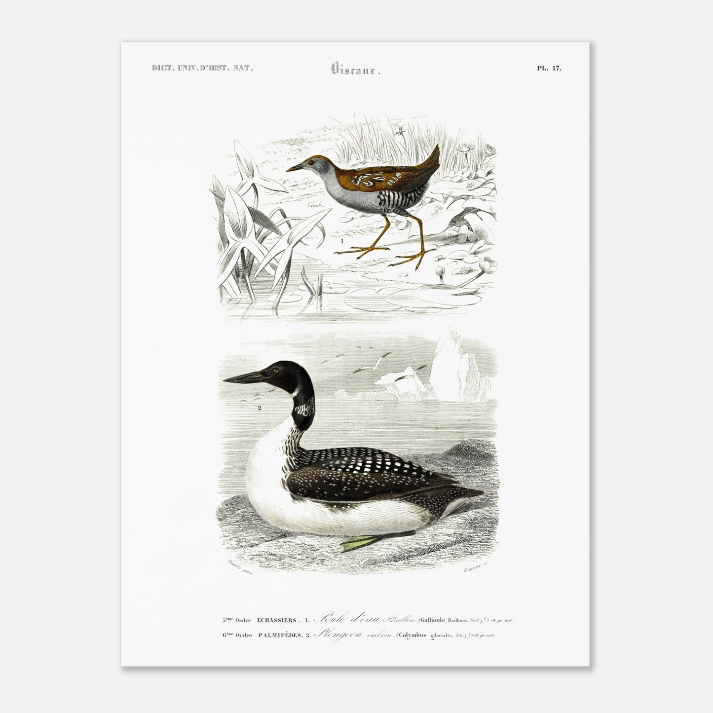 Planche ornithologique ancienne : Poule d’eau Bâillon et Plongeon imbrin, d'Orbigny (30x40 cm). Planche gravée du XIXe siècle montrant deux oiseaux : en haut une poule d'eau bâillon, et en bas un plongeon imbrin.