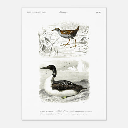 Planche ornithologique ancienne : Poule d’eau Bâillon et Plongeon imbrin, d'Orbigny (30x40 cm). Planche gravée du XIXe siècle montrant deux oiseaux : en haut une poule d'eau bâillon, et en bas un plongeon imbrin.
