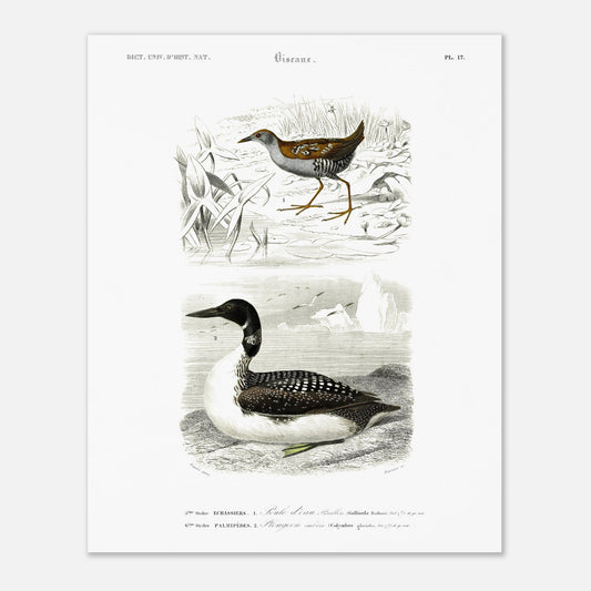 Planche ornithologique ancienne : Poule d’eau Bâillon et Plongeon imbrin, d'Orbigny (40x50 cm). Planche gravée du XIXe siècle montrant deux oiseaux : en haut une poule d'eau bâillon, et en bas un plongeon imbrin.