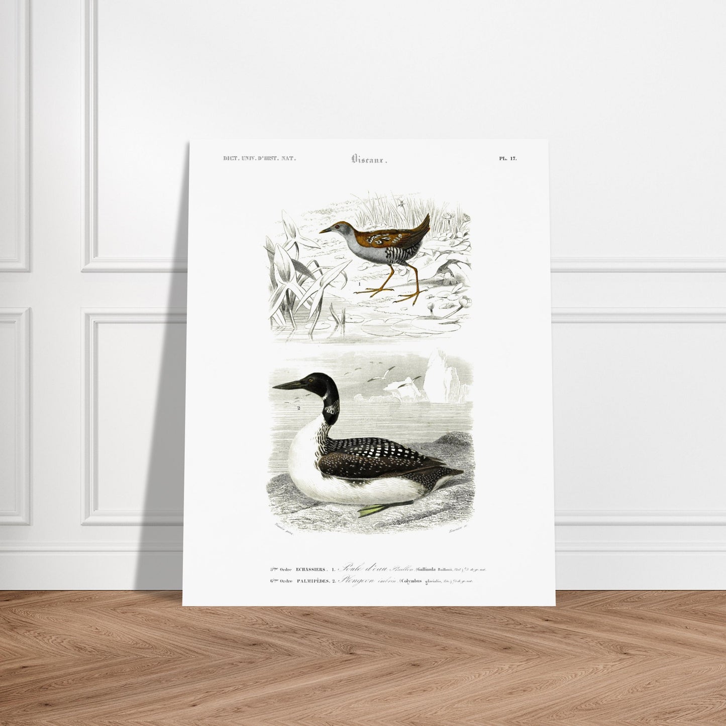 Planche ornithologique ancienne : Poule d’eau Bâillon et Plongeon imbrin, d'Orbigny. Planche gravée du XIXe siècle montrant deux oiseaux : en haut une poule d'eau bâillon, et en bas un plongeon imbrin. Image d'illustration 5