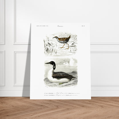Planche ornithologique ancienne : Poule d’eau Bâillon et Plongeon imbrin, d'Orbigny. Planche gravée du XIXe siècle montrant deux oiseaux : en haut une poule d'eau bâillon, et en bas un plongeon imbrin. Image d'illustration 5