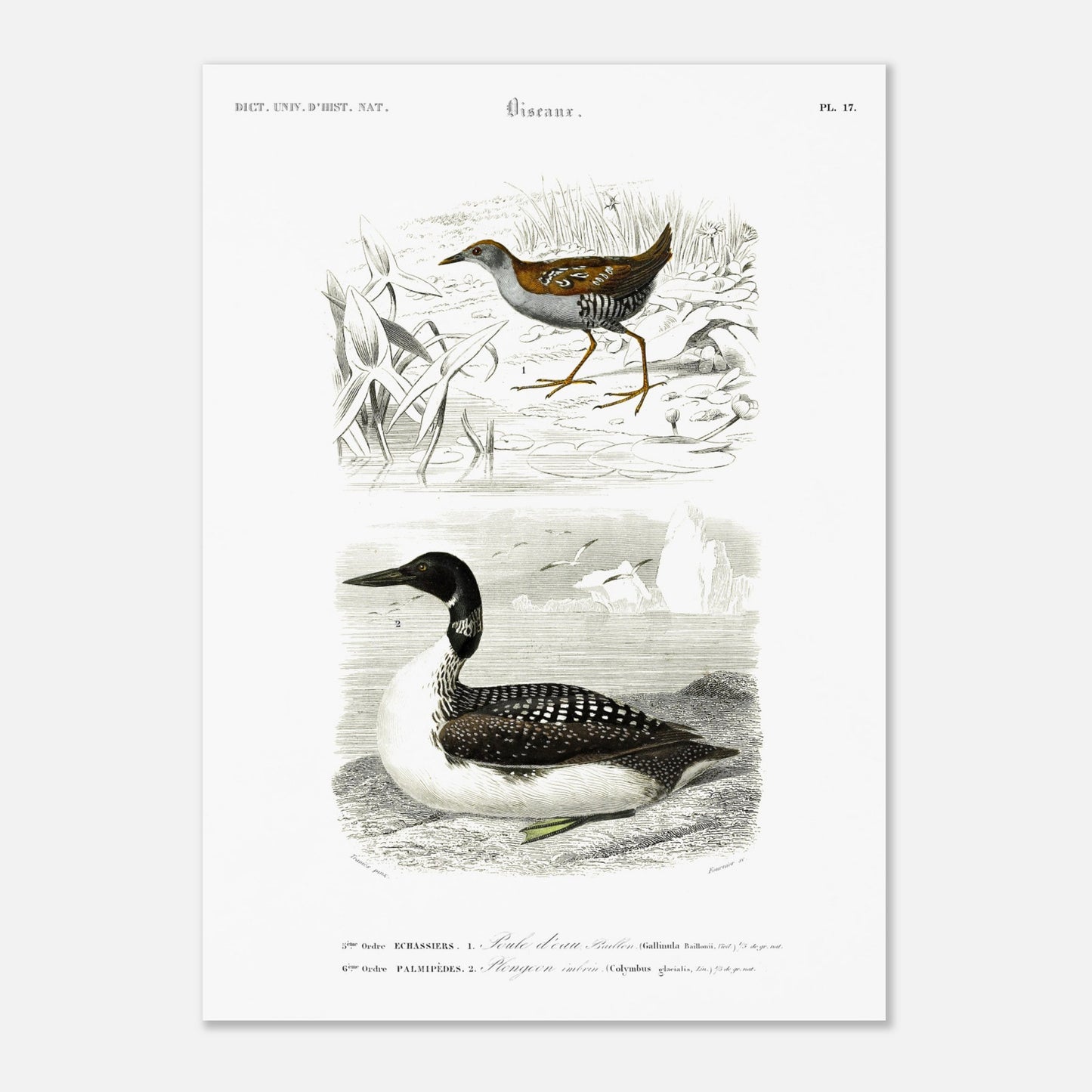 Planche ornithologique ancienne : Poule d’eau Bâillon et Plongeon imbrin, d'Orbigny (50x70 cm). Planche gravée du XIXe siècle montrant deux oiseaux : en haut une poule d'eau bâillon, et en bas un plongeon imbrin.
