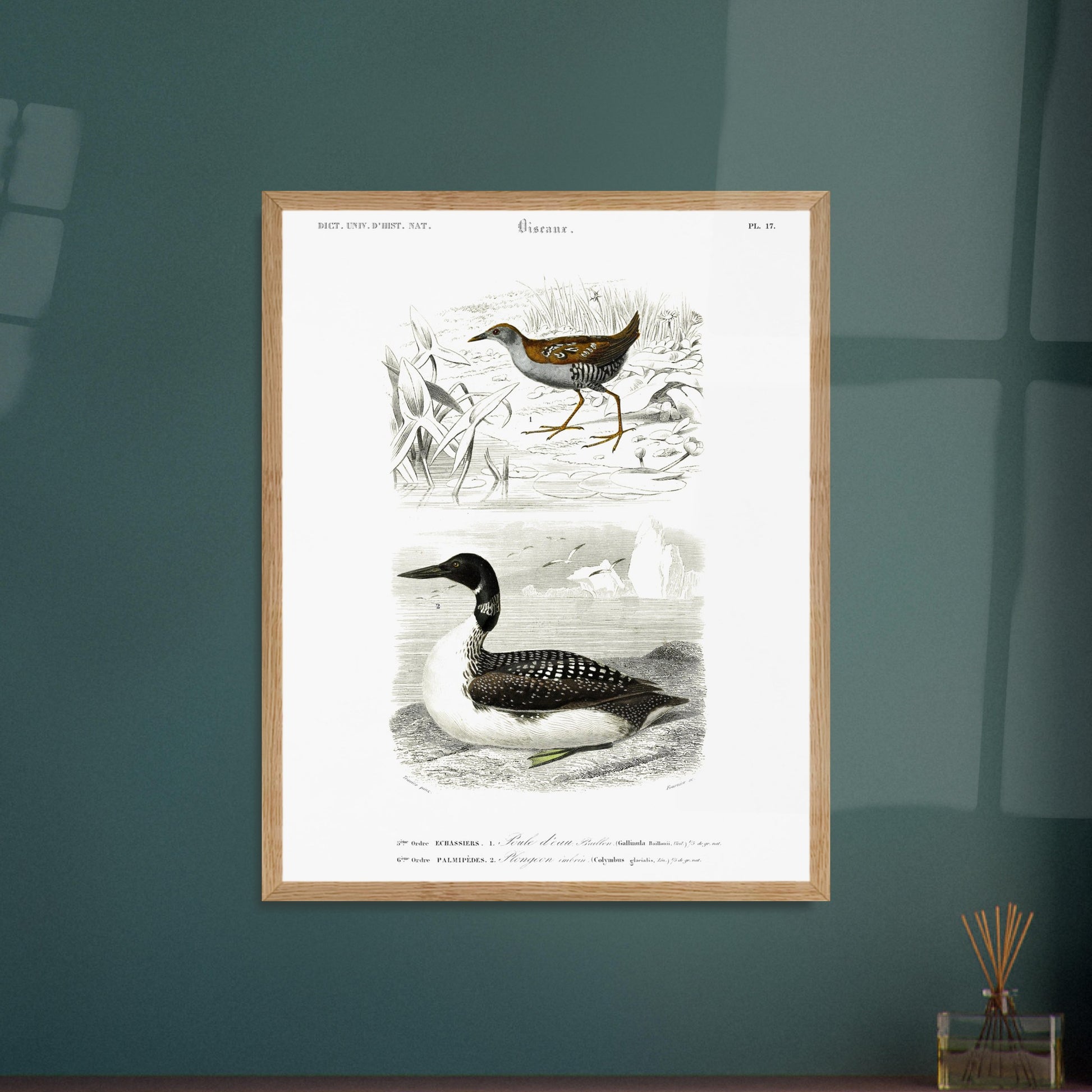 Planche ornithologique ancienne : Poule d’eau Bâillon et Plongeon imbrin, d'Orbigny. Planche gravée du XIXe siècle montrant deux oiseaux : en haut une poule d'eau bâillon, et en bas un plongeon imbrin. Image d'illustration 6