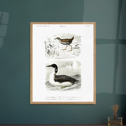 Planche ornithologique ancienne : Poule d’eau Bâillon et Plongeon imbrin, d'Orbigny. Planche gravée du XIXe siècle montrant deux oiseaux : en haut une poule d'eau bâillon, et en bas un plongeon imbrin. Image d'illustration 6