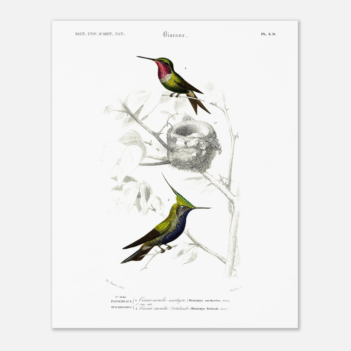 Planche d'ornithologie : Oiseau-Mouche améthyste par Charles d'Orbigny (40x50 cm). Planche naturaliste représentant deux colibris. Le premier, au plumage vert et rose, est près d'un nid. Le second, au plumage vert et bleu avec une crête, est perché sur une branche.