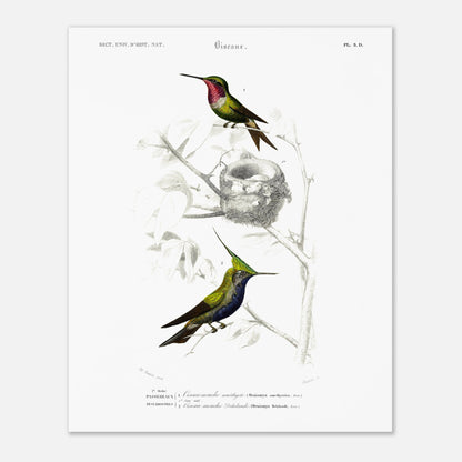 Planche d'ornithologie : Oiseau-Mouche améthyste par Charles d'Orbigny (40x50 cm). Planche naturaliste représentant deux colibris. Le premier, au plumage vert et rose, est près d'un nid. Le second, au plumage vert et bleu avec une crête, est perché sur une branche.