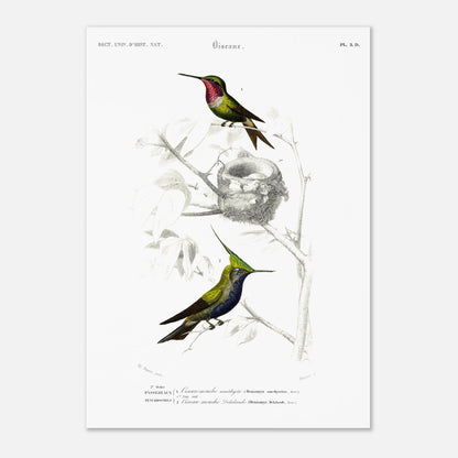 Planche d'ornithologie : Oiseau-Mouche améthyste par Charles d'Orbigny (42x59,4 cm (A2)). Planche naturaliste représentant deux colibris. Le premier, au plumage vert et rose, est près d'un nid. Le second, au plumage vert et bleu avec une crête, est perché sur une branche.
