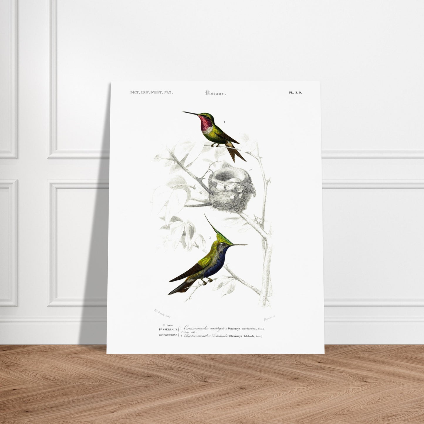 Planche d'ornithologie : Oiseau-Mouche améthyste par Charles d'Orbigny. Planche naturaliste représentant deux colibris. Le premier, au plumage vert et rose, est près d'un nid. Le second, au plumage vert et bleu avec une crête, est perché sur une branche. Image d'illustration 5