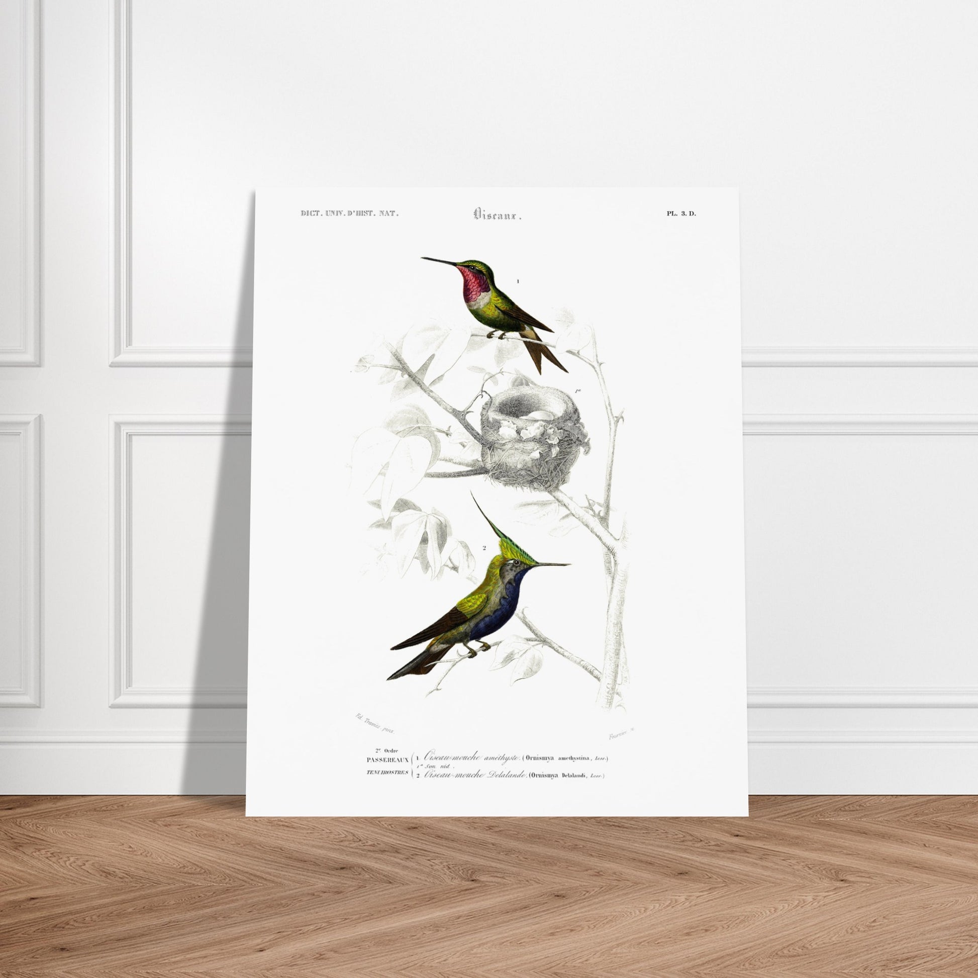 Planche d'ornithologie : Oiseau-Mouche améthyste par Charles d'Orbigny. Planche naturaliste représentant deux colibris. Le premier, au plumage vert et rose, est près d'un nid. Le second, au plumage vert et bleu avec une crête, est perché sur une branche. Image d'illustration 5