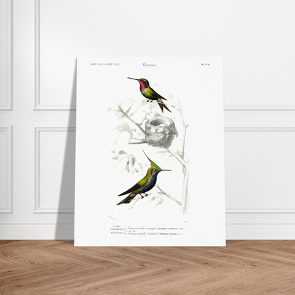 Planche d'ornithologie : Oiseau-Mouche améthyste par Charles d'Orbigny. Planche naturaliste représentant deux colibris. Le premier, au plumage vert et rose, est près d'un nid. Le second, au plumage vert et bleu avec une crête, est perché sur une branche. Image d'illustration 5
