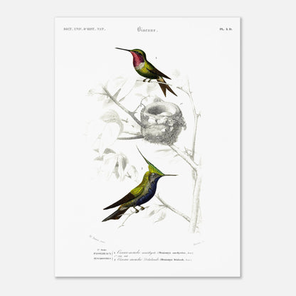 Planche d'ornithologie : Oiseau-Mouche améthyste par Charles d'Orbigny (50x70 cm). Planche naturaliste représentant deux colibris. Le premier, au plumage vert et rose, est près d'un nid. Le second, au plumage vert et bleu avec une crête, est perché sur une branche.