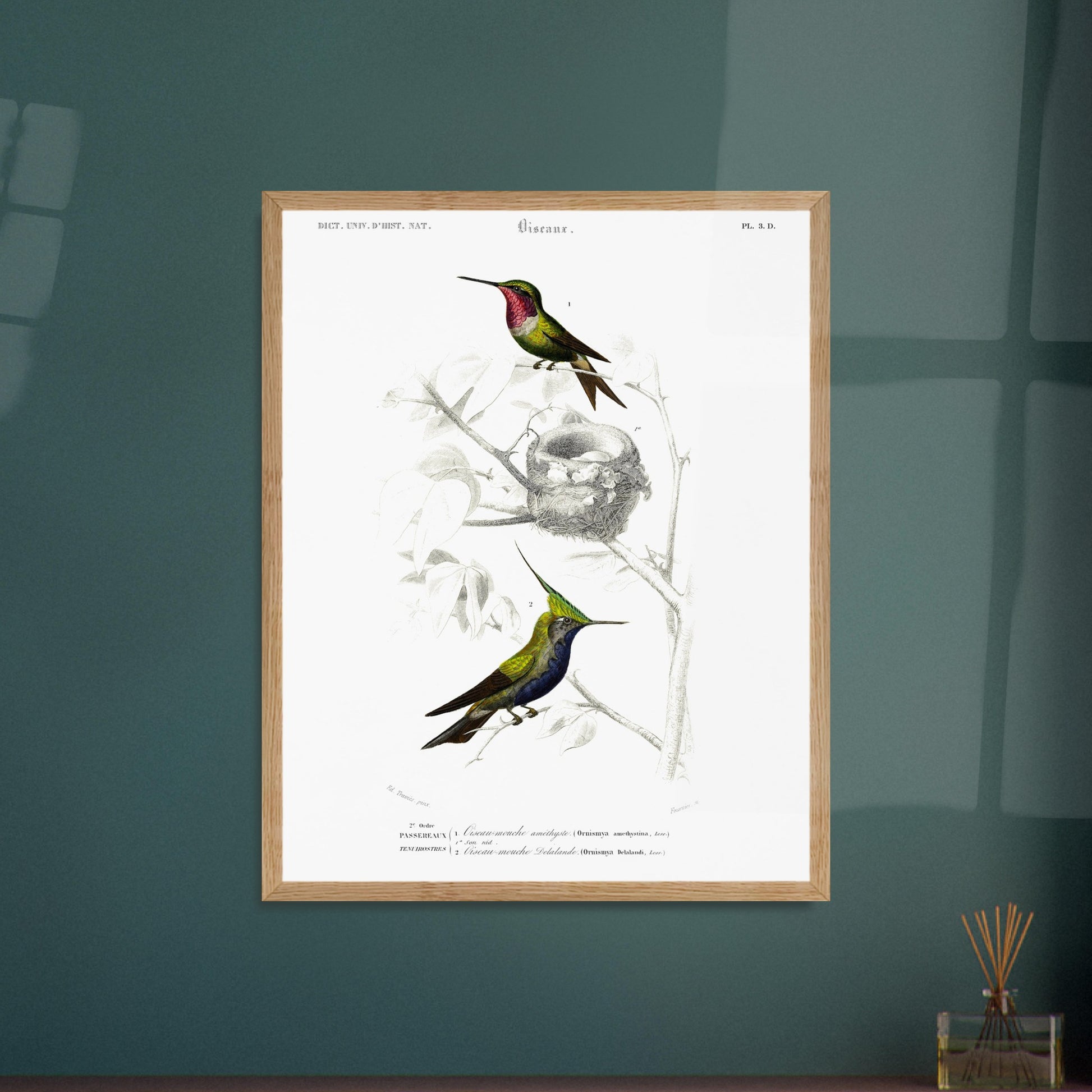 Planche d'ornithologie : Oiseau-Mouche améthyste par Charles d'Orbigny. Planche naturaliste représentant deux colibris. Le premier, au plumage vert et rose, est près d'un nid. Le second, au plumage vert et bleu avec une crête, est perché sur une branche. Image d'illustration 6