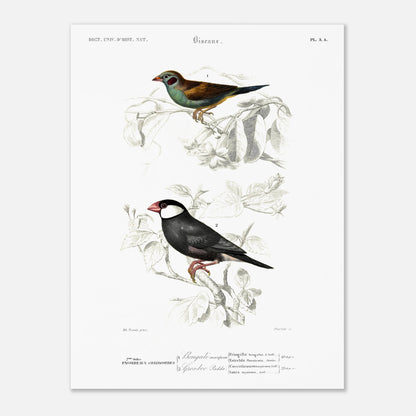 Planche ornithologique ancienne : Bengali mariposa par Charles d'Orbigny (30x40 cm). Planche ornithologique présentant deux oiseaux : un Bengali mariposa et un gros-bec Padda, perchés sur des branches fleuries.
