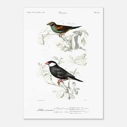 Planche ornithologique ancienne : Bengali mariposa par Charles d'Orbigny (50x70 cm). Planche ornithologique présentant deux oiseaux : un Bengali mariposa et un gros-bec Padda, perchés sur des branches fleuries.