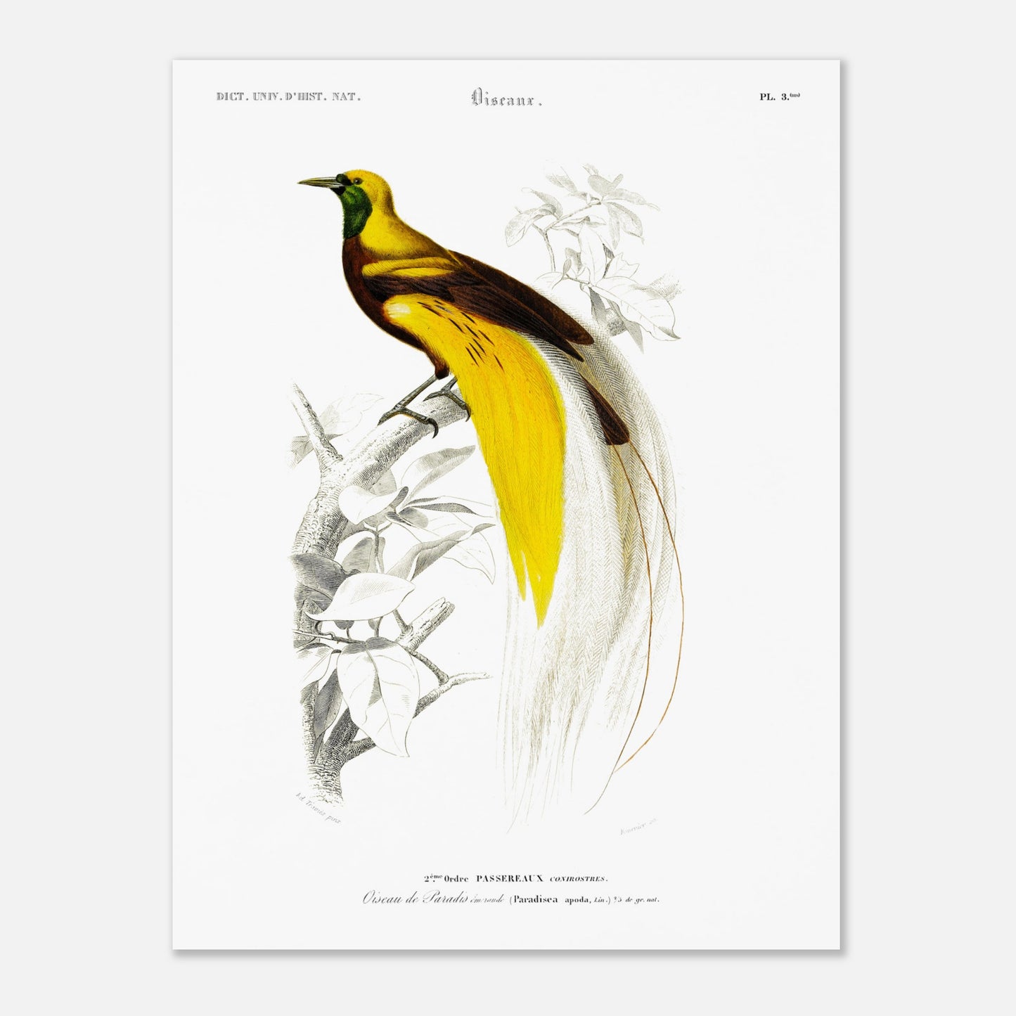 Planche ornithologique ancienne : Oiseau de paradis émeraude, d'Orbigny (30x40 cm). Illustration naturaliste d'un oiseau de paradis émeraude perché sur une branche, datant du XIXe siècle.