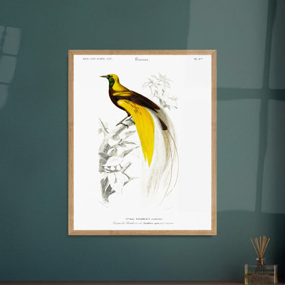 Planche ornithologique ancienne : Oiseau de paradis émeraude, d'Orbigny. Illustration naturaliste d'un oiseau de paradis émeraude perché sur une branche, datant du XIXe siècle. Image d'illustration 5
