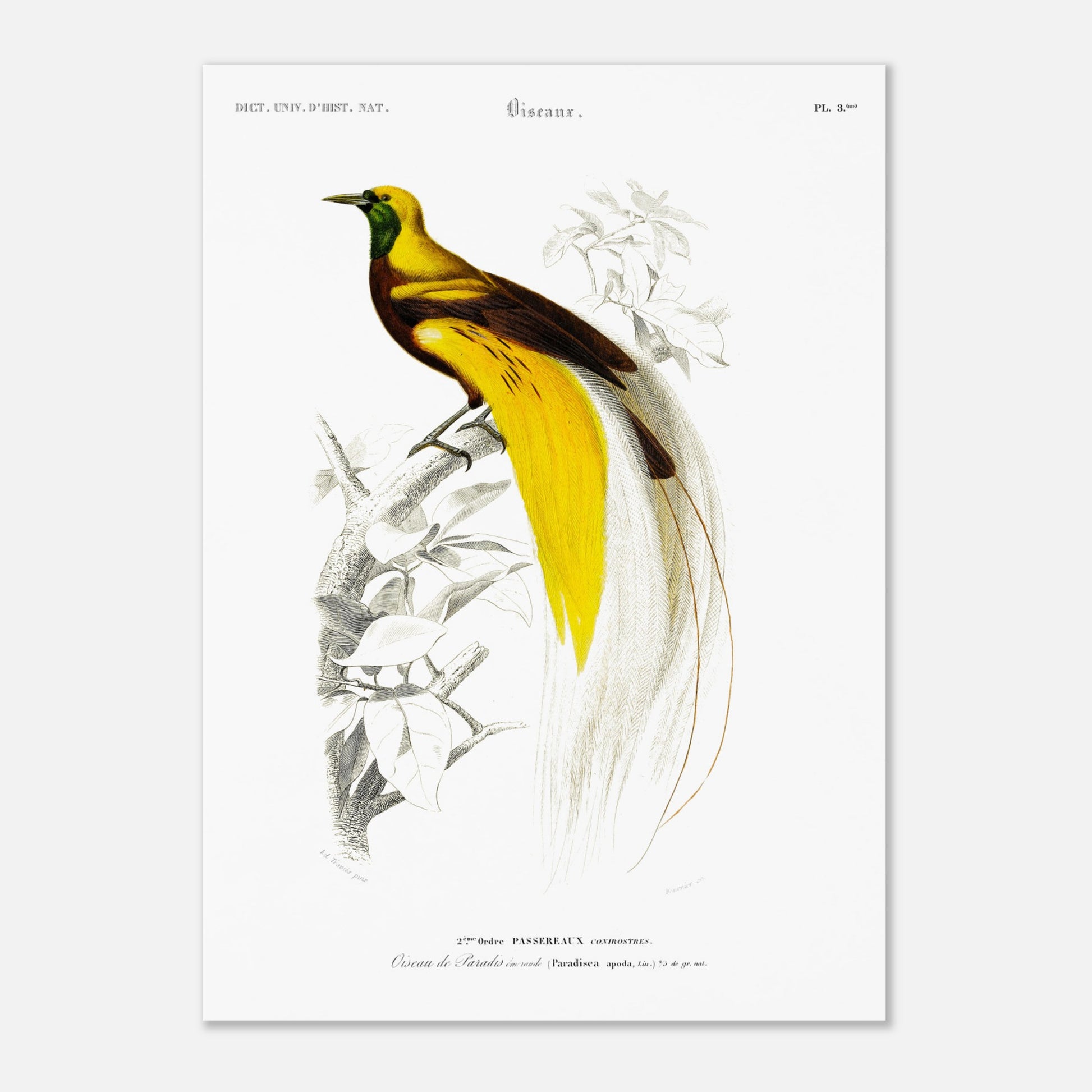 Planche ornithologique ancienne : Oiseau de paradis émeraude, d'Orbigny (50x70 cm). Illustration naturaliste d'un oiseau de paradis émeraude perché sur une branche, datant du XIXe siècle.