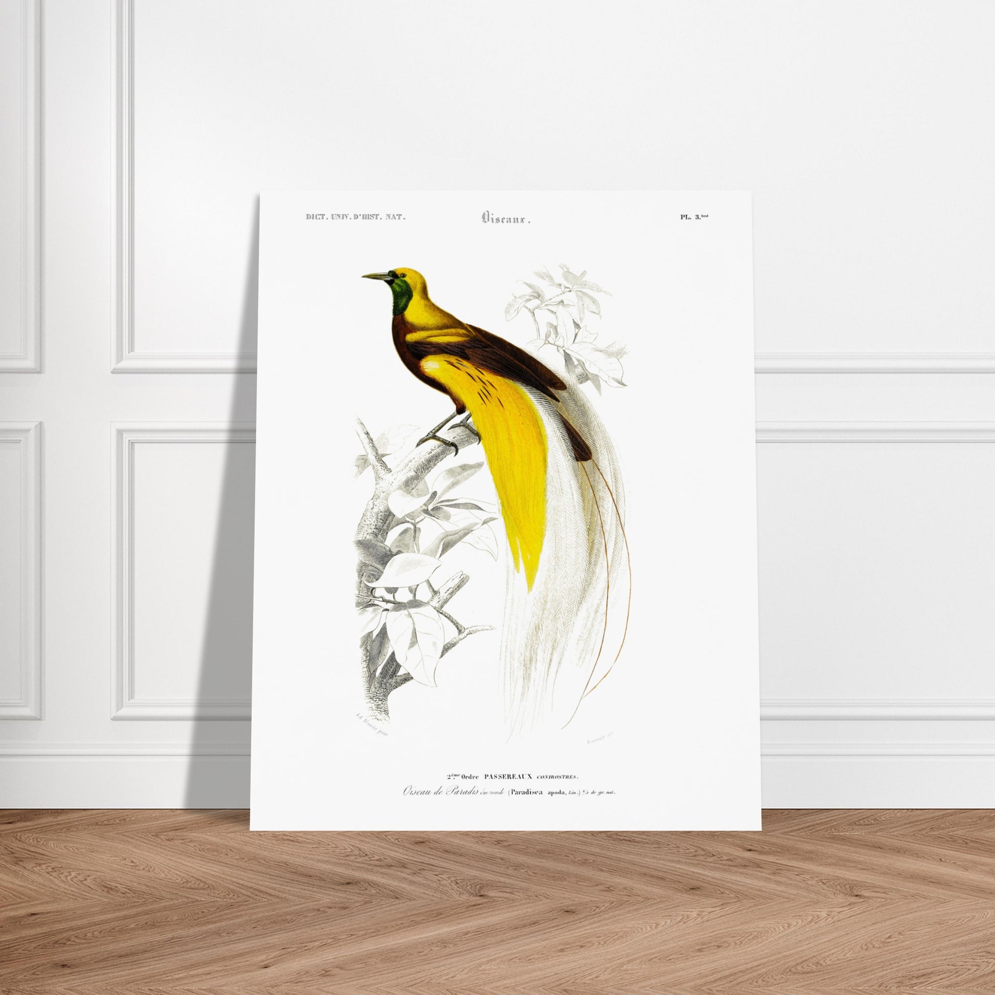 Planche ornithologique ancienne : Oiseau de paradis émeraude, d'Orbigny. Illustration naturaliste d'un oiseau de paradis émeraude perché sur une branche, datant du XIXe siècle. Image d'illustration 6