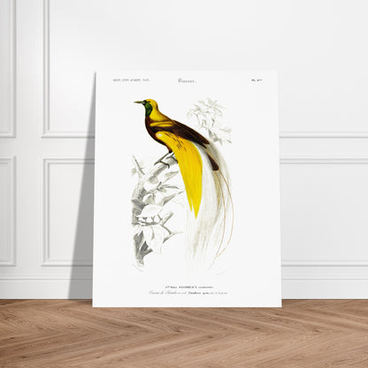 Planche ornithologique ancienne : Oiseau de paradis émeraude, d'Orbigny. Illustration naturaliste d'un oiseau de paradis émeraude perché sur une branche, datant du XIXe siècle. Image d'illustration 6