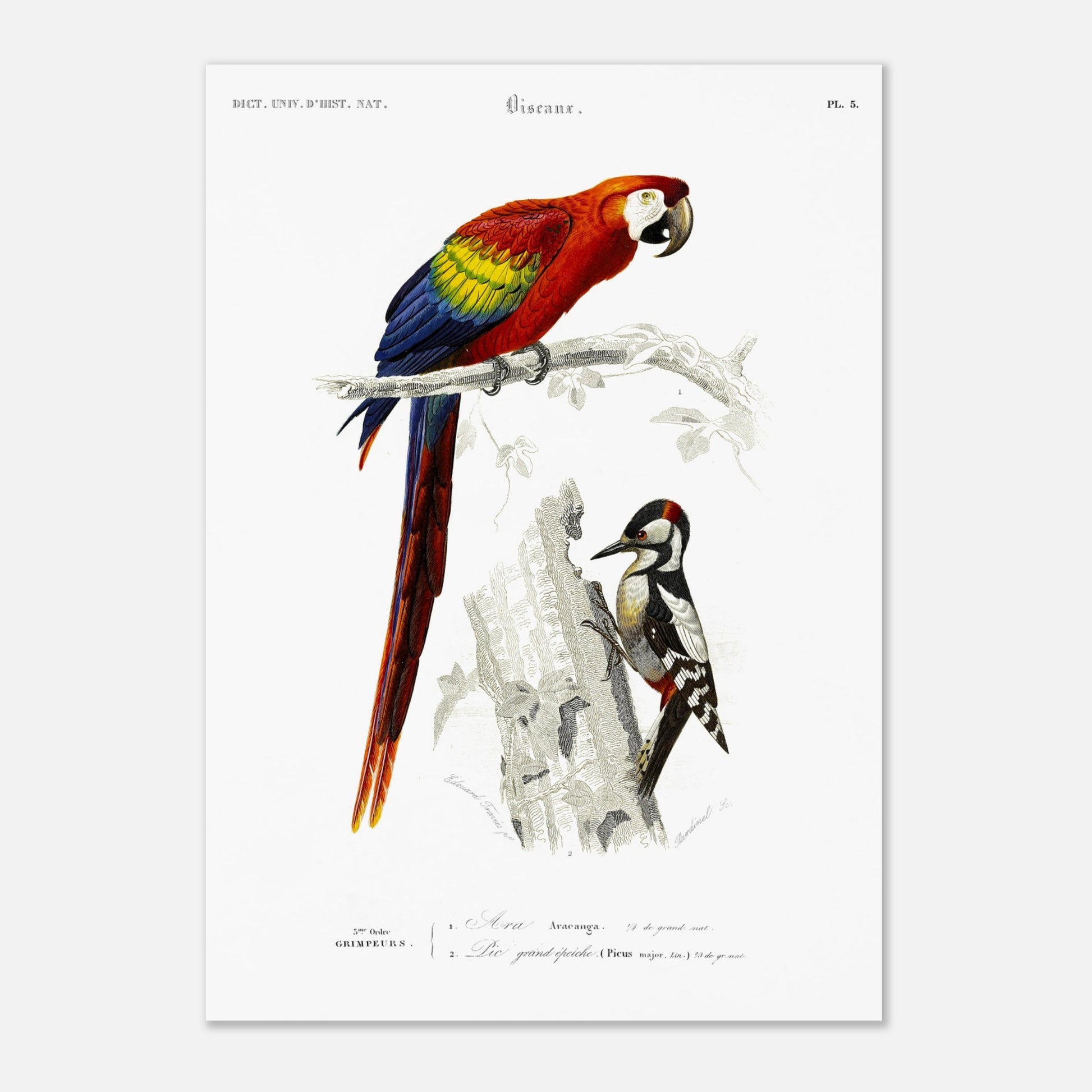 Planche ornithologique ancienne du Pic grand épeiche et de l'Ara (29,7x42 cm (A3)). Illustration scientifique d'un ara et d'un pic grand épeiche, avec le texte descriptif '5ème Ordre GRIMPEURS'.