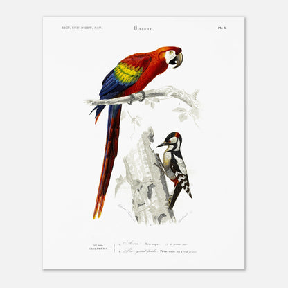 Planche ornithologique ancienne du Pic grand épeiche et de l'Ara (40x50 cm). Illustration scientifique d'un ara et d'un pic grand épeiche, avec le texte descriptif '5ème Ordre GRIMPEURS'.