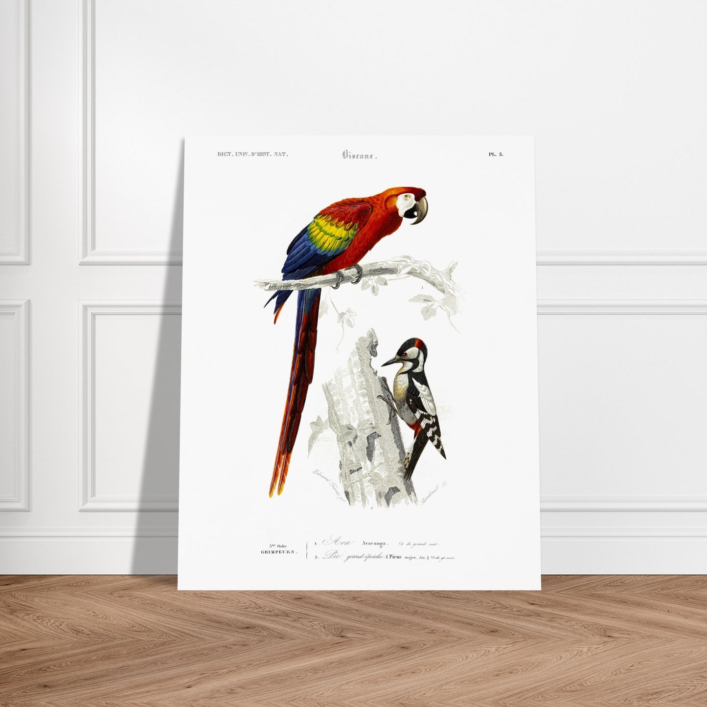 Planche ornithologique ancienne du Pic grand épeiche et de l'Ara. Illustration scientifique d'un ara et d'un pic grand épeiche, avec le texte descriptif '5ème Ordre GRIMPEURS'. Image d'illustration 5