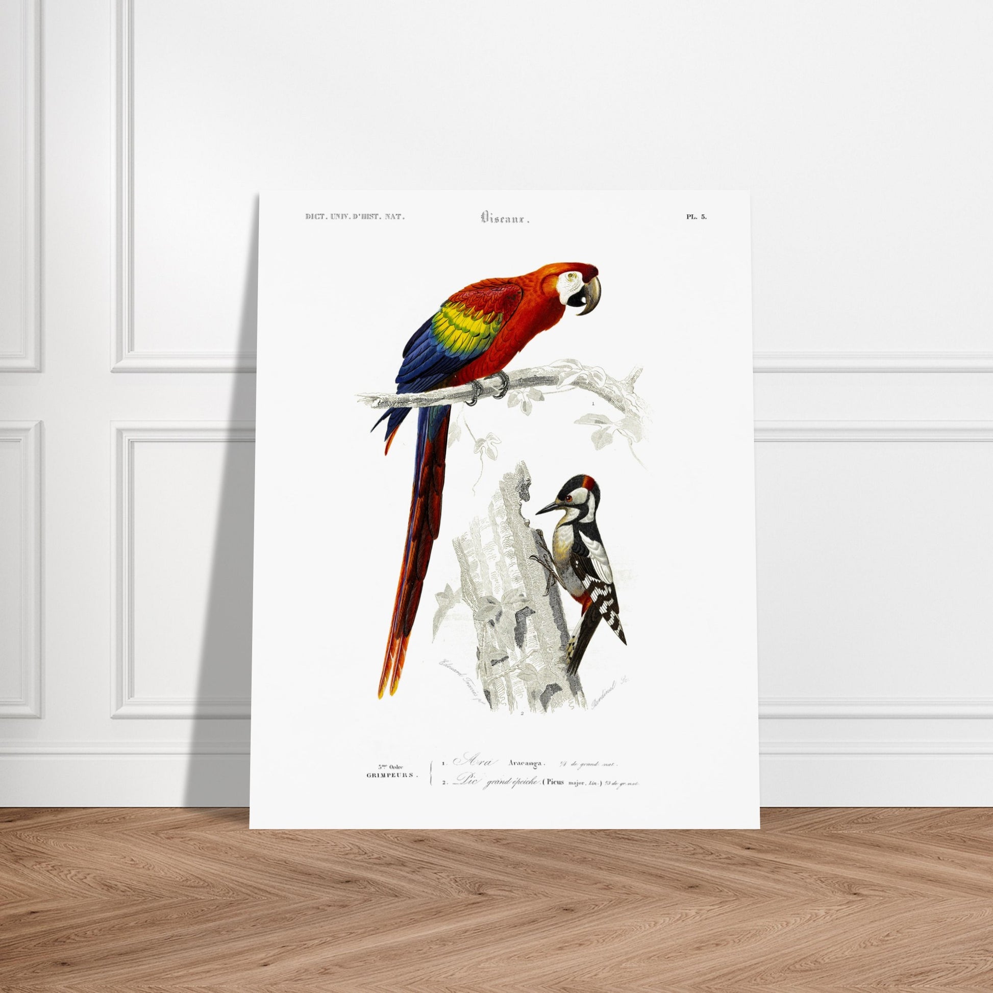 Planche ornithologique ancienne du Pic grand épeiche et de l'Ara. Illustration scientifique d'un ara et d'un pic grand épeiche, avec le texte descriptif '5ème Ordre GRIMPEURS'. Image d'illustration 5