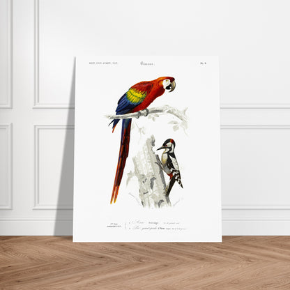 Planche ornithologique ancienne du Pic grand épeiche et de l'Ara. Illustration scientifique d'un ara et d'un pic grand épeiche, avec le texte descriptif '5ème Ordre GRIMPEURS'. Image d'illustration 5